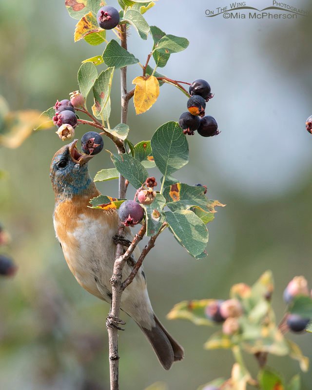 Molting male Lazuli Bunting eating a Serviceberry berry, Wasatch Mountains, Morgan County, Utah