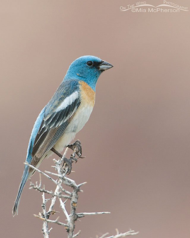 Lazuli Bunting male with Navajo and Entrada sandstone in the background, San Rafael Swell, Emery County, Utah