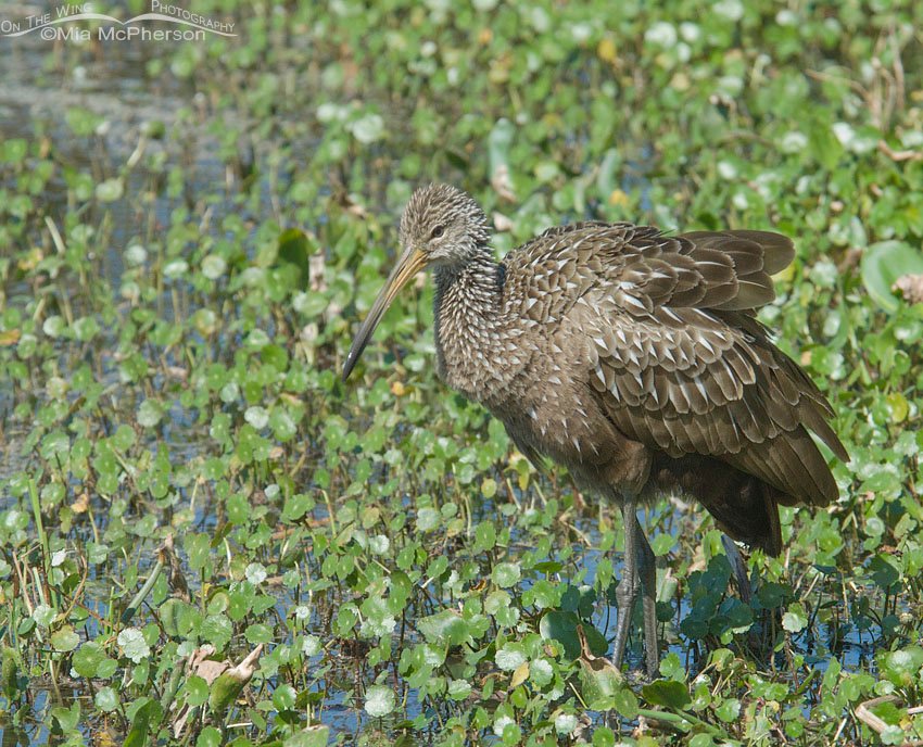 Fluffed up Limpkin, Lake Seminole Park, Pinellas County, Florida