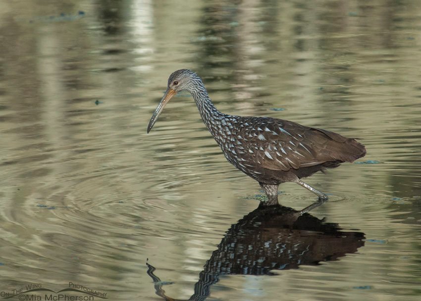 Limpkin in golden water at Lettuce Lake Park in Hillsborough County, Florida