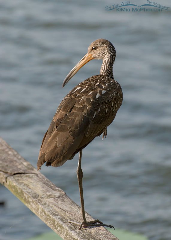 Limpkin perched on railing in Lakeland, Florida