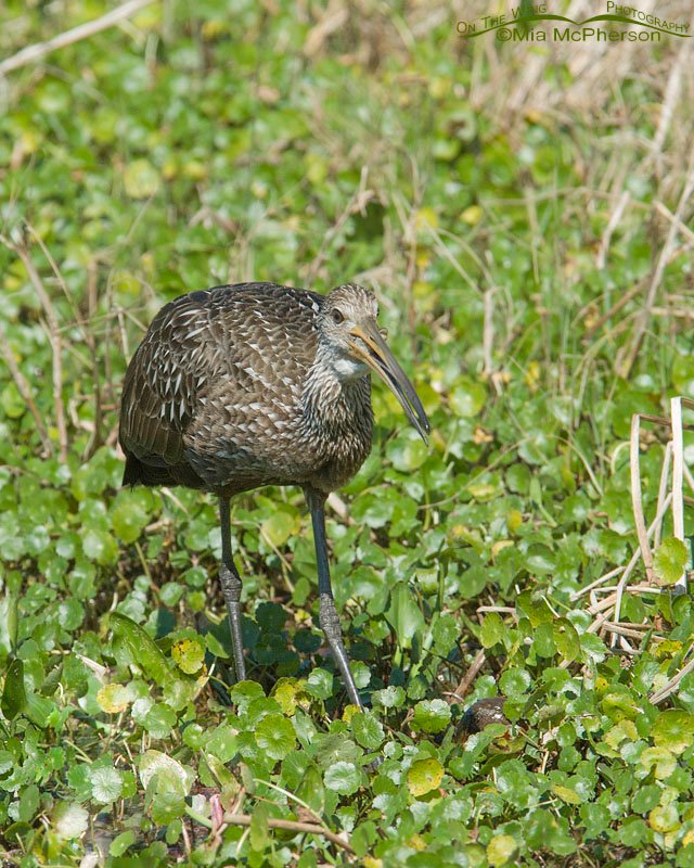 Limpkin eating a snail at Lake Seminole Park, Florida