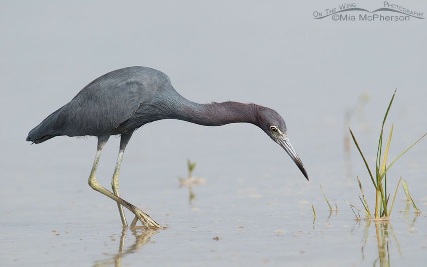 Little Blue Heron on the hunt, Fort De Soto County Park, Pinellas County, Florida