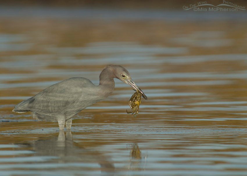 Little Blue Heron with Blue Crab in a tidal lagoon, Fort De Soto County Park, Pinellas County, Florida