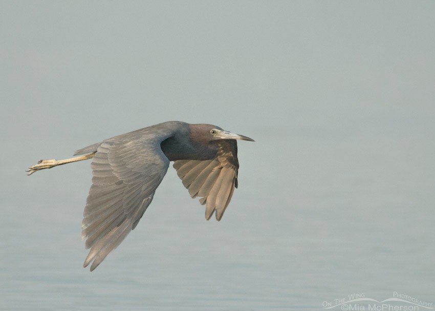 Little Blue Heron in flight, Fort De Soto County Park, Pinellas County, Florida