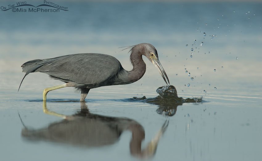 Little Blue Heron misses the prey, Fort De Soto County Park, Pinellas County, Florida