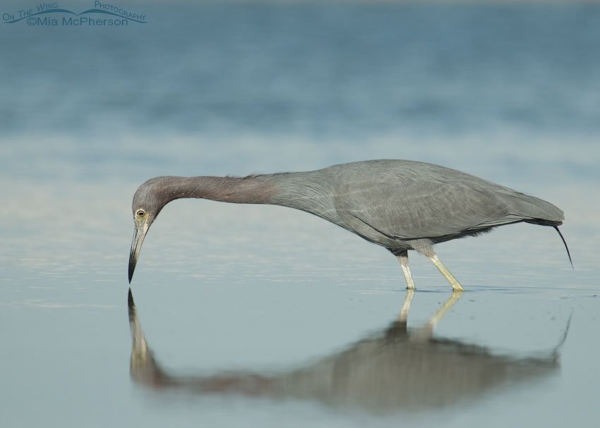 Little Blue Heron and reflection, Fort De Soto County Park, Pinellas County, Florida