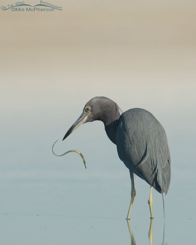Little Blue Heron with Pipefish in mid air, Fort De Soto County Park, Pinellas County, Florida