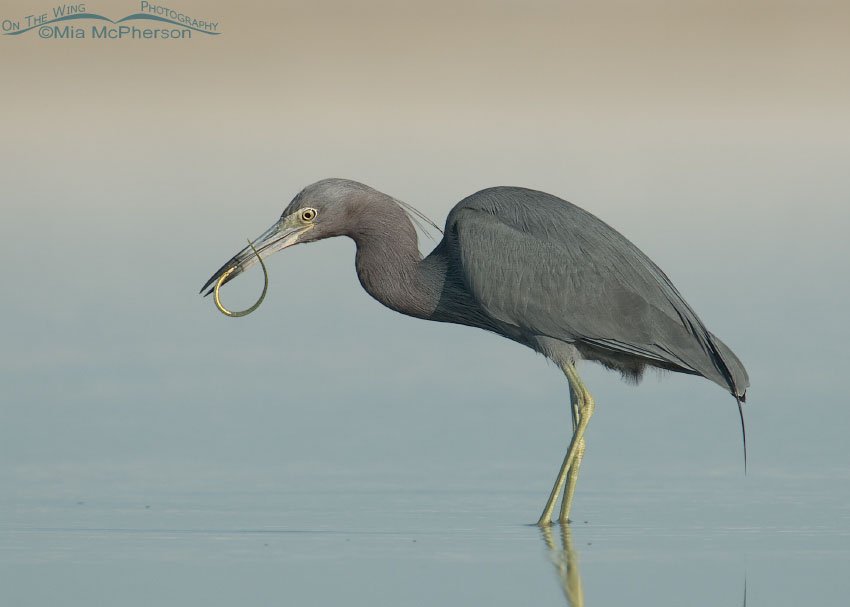 Little Blue Heron with Pipefish in its bill, Fort De Soto County Park, Pinellas County, Florida