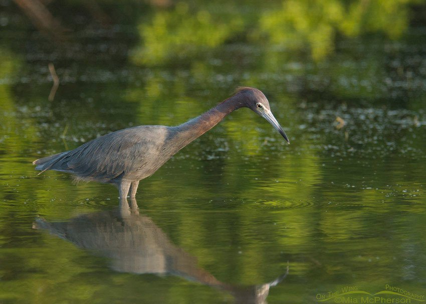 Little Blue Heron in green water, Fort De Soto County Park, Pinellas County, Florida