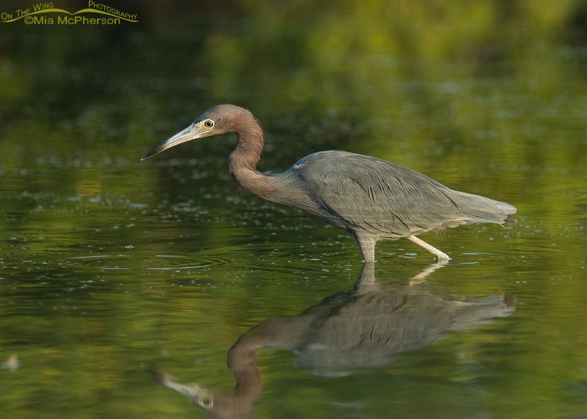 Little Blue Heron hunting in a tidal lagoon, Fort De Soto County Park, Pinellas County, Florida