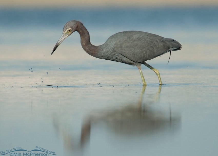 Little Blue Heron searching for prey in a blue lagoon at Fort De Soto County Park, Florida