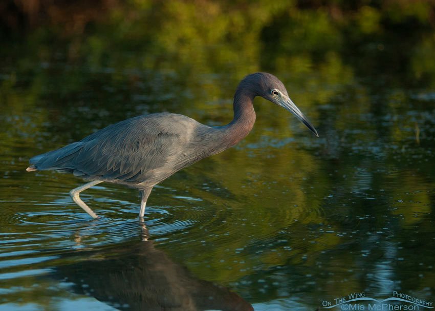 Little Blue Heron stalking prey in a dark lagoon at the north beach of Fort De Soto County Park, Pinellas County, Florida