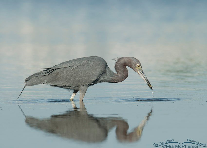 Little Blue Heron with prey in a still lagoon, Fort De Soto County Park, Pinellas County, Florida