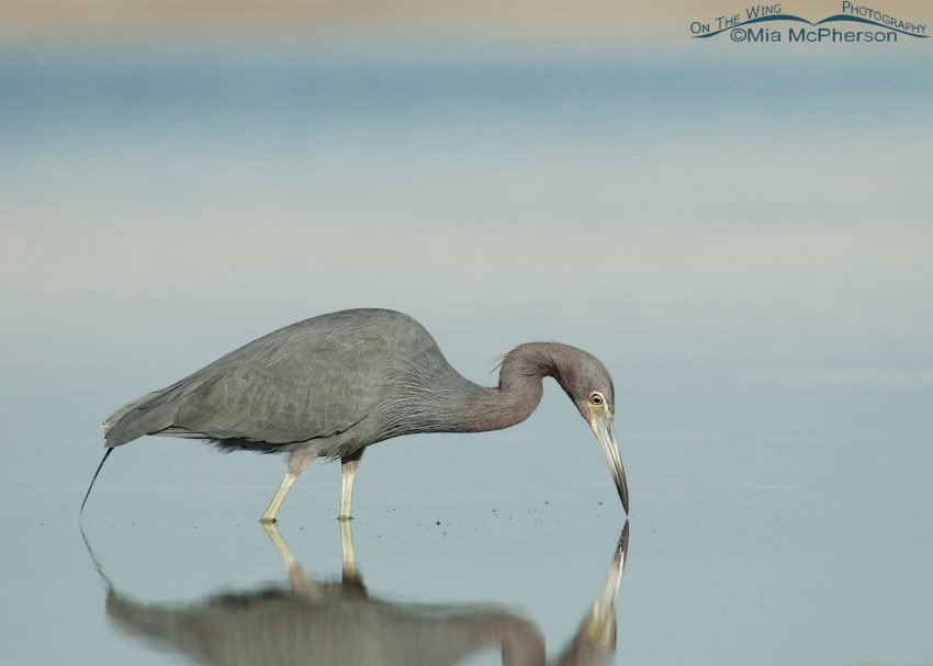 Little Blue Heron in still water, Fort De Soto County Park, Pinellas County, Florida