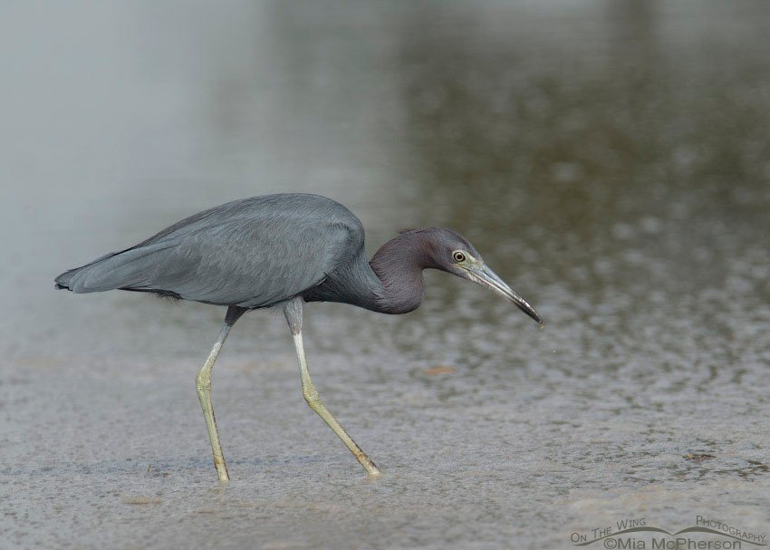 Little Blue Heron on gray background, Fort De Soto County Park, Pinellas County, Florida