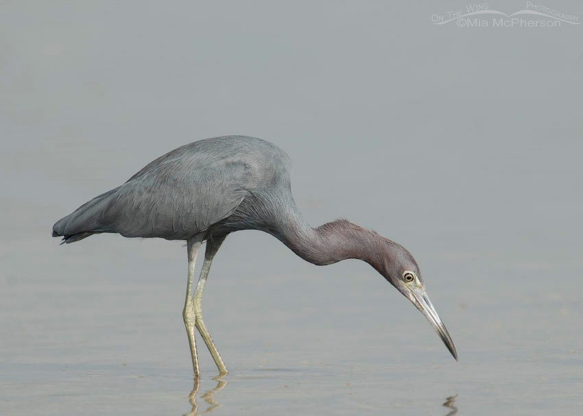 Little Blue Heron staring into the water, Fort De Soto County Park, Pinellas County, Florida