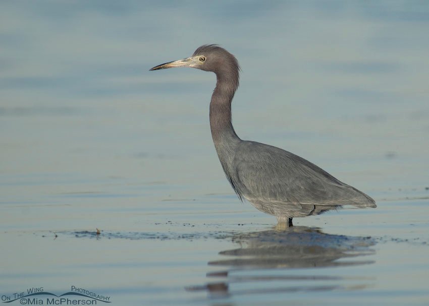Little Blue Heron at sunset, Fort De Soto County Park, Pinellas County, Florida