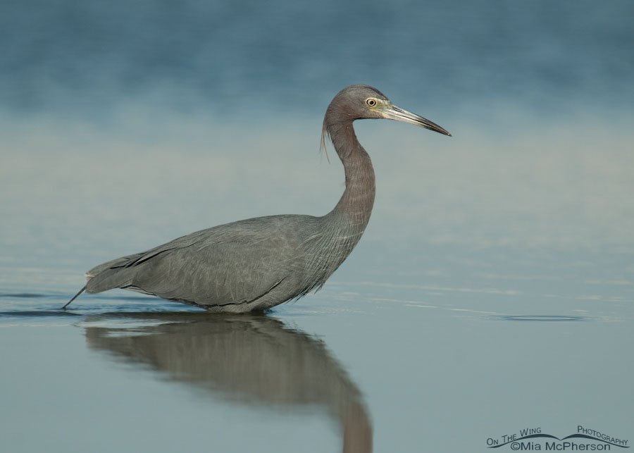 Little Blue Heron in a quiet lagoon, Fort De Soto County Park, Pinellas County, Florida
