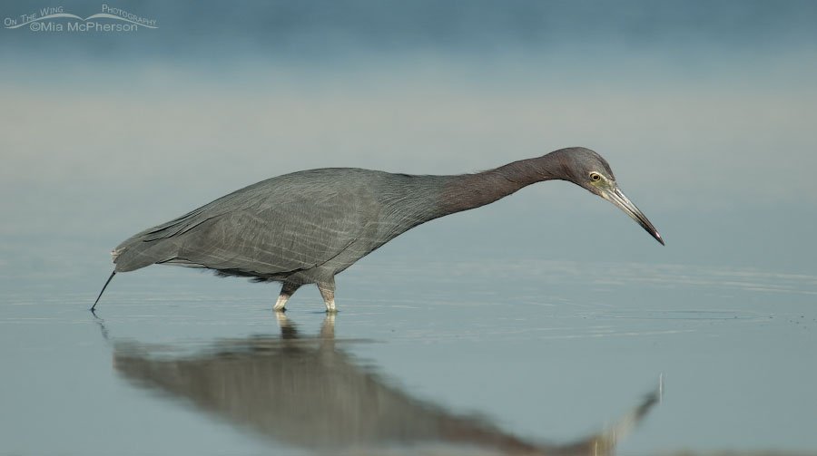 Little Blue Heron still hunting, Fort De Soto County Park, Pinellas County, Florida