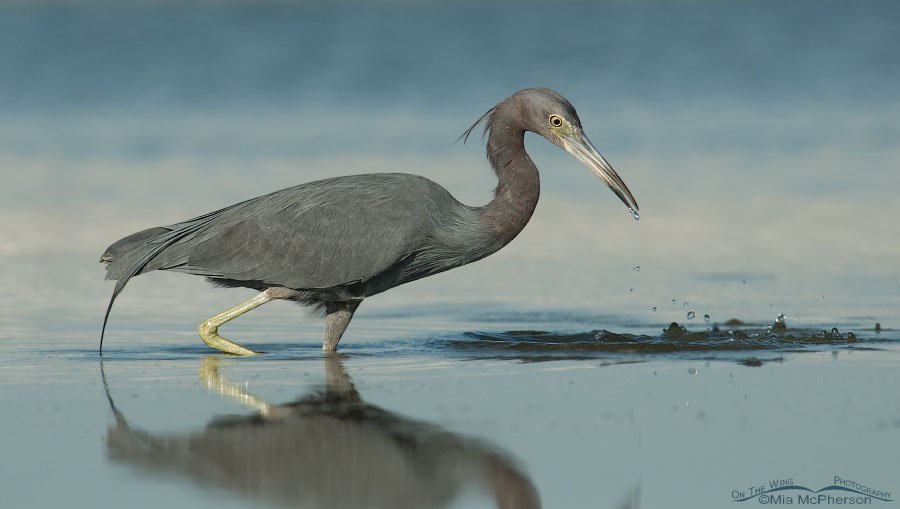 Little Blue Heron after missing prey, Fort De Soto County Park, Pinellas County, Florida