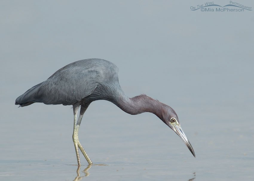 Little Blue Heron stalking prey in a tidal lagoon, Fort De Soto County Park, Pinellas County, Florida