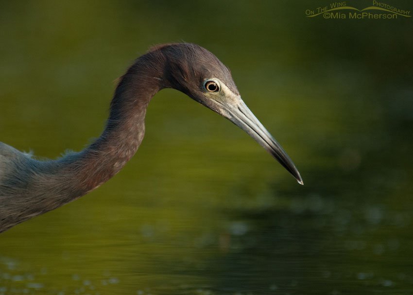 Little Blue Heron portrait, Fort De Soto County Park, Pinellas County, Florida