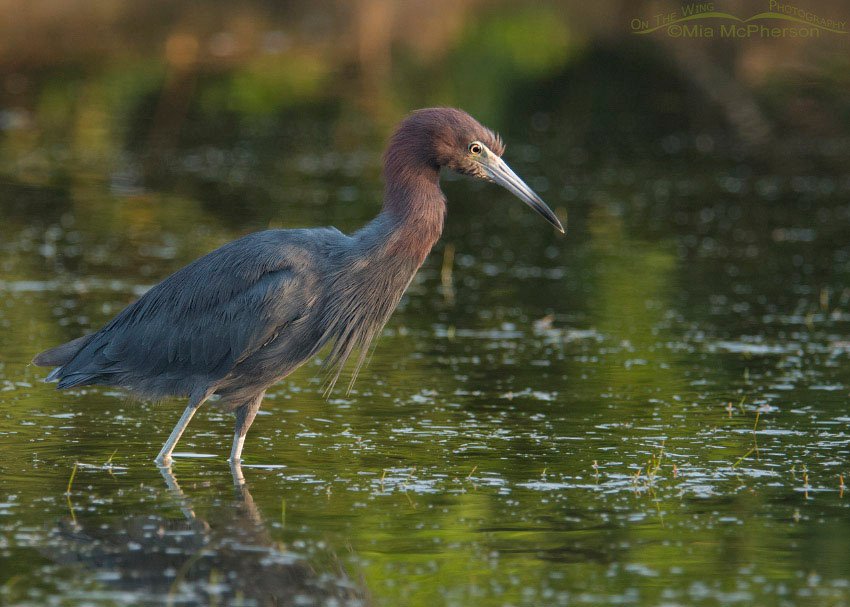 Little Blue Heron at sunrise, Fort De Soto County Park, Pinellas County, Florida