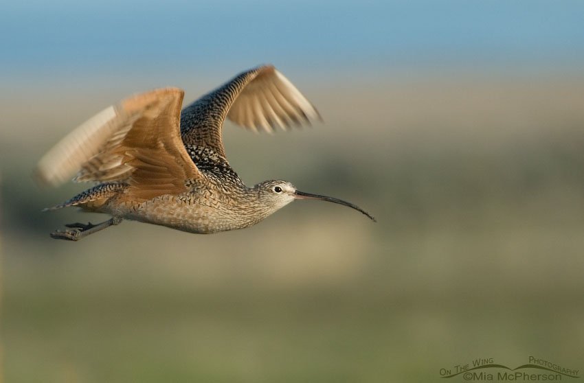 Young male Long-billed Curlew in flight on Antelope Island State Park, Utah