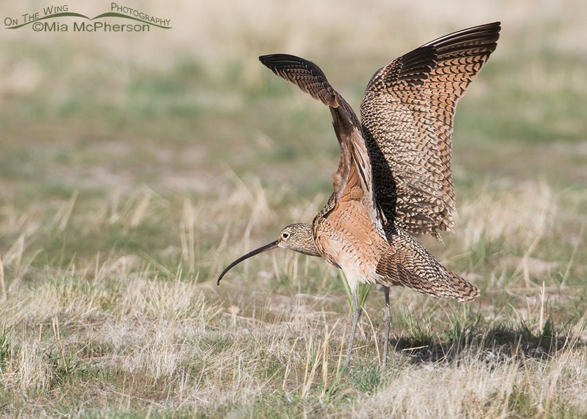 Long-billed Curlew wing lift, Antelope Island State Park, Davis County, Utah