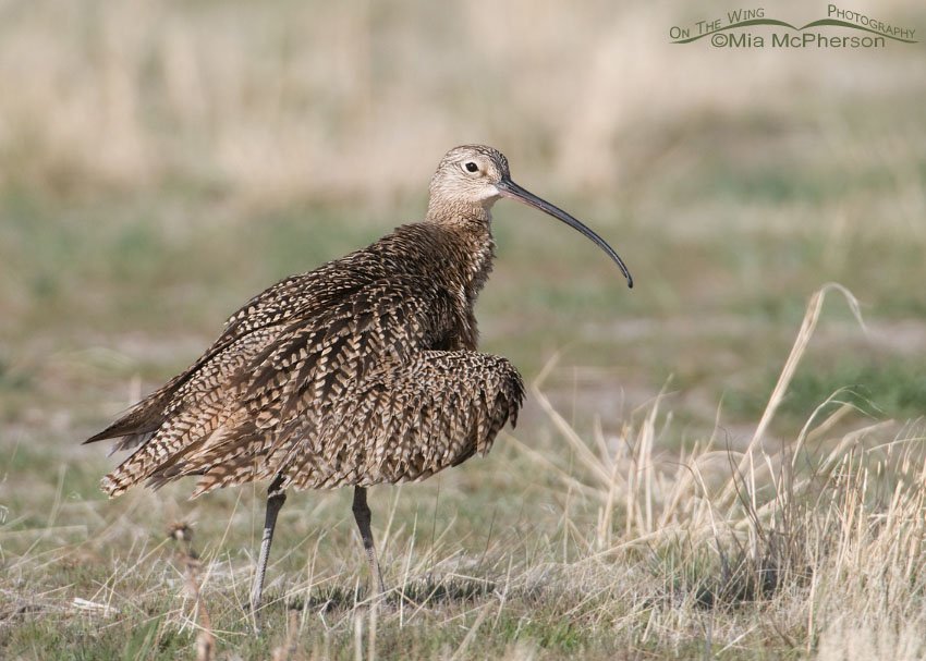 Preening Long-billed Curlew, Antelope Island State Park, Davis County, Utah