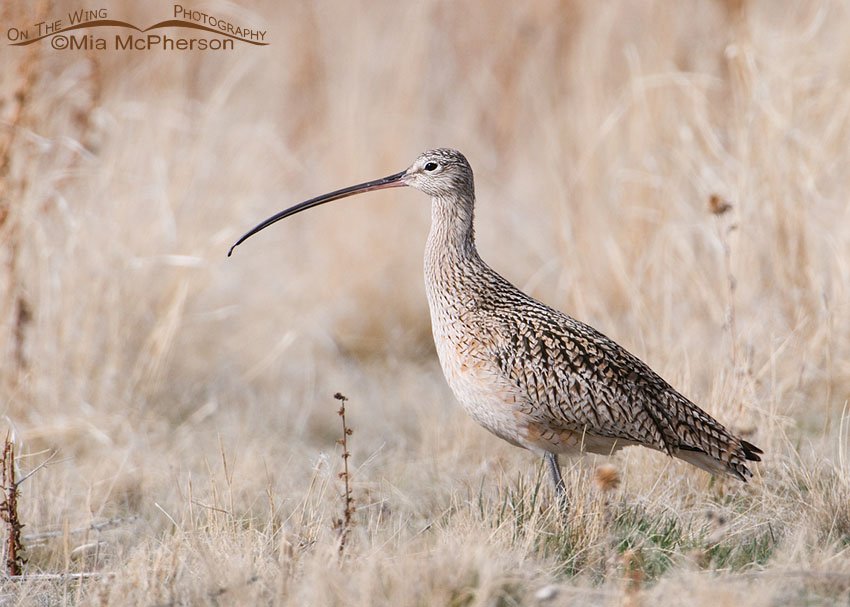 Long-billed Curlew in dried grasses, Antelope Island State Park, Davis County, Utah