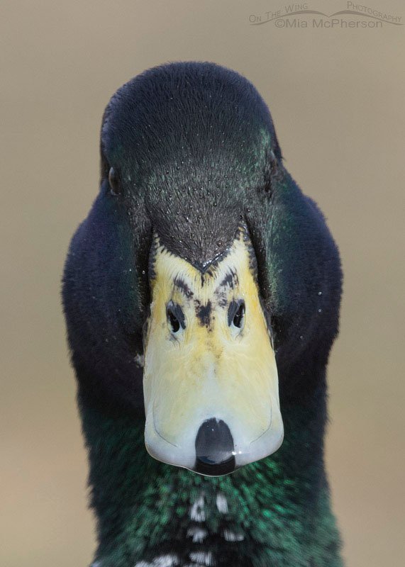 Head on domestic Mallard, Salt Lake County, Utah