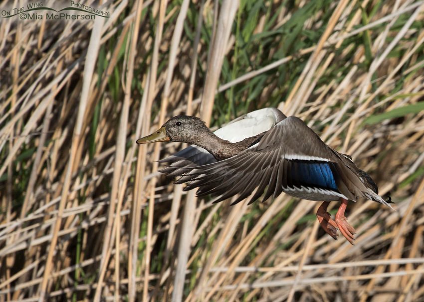 Drake Mallard in eclipse plumage, Bear River Migratory Bird Refuge, Box Elder County, Utah