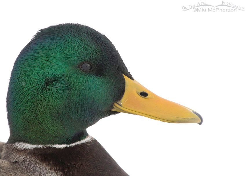 High key Mallard drake portrait, Salt Lake County, Utah