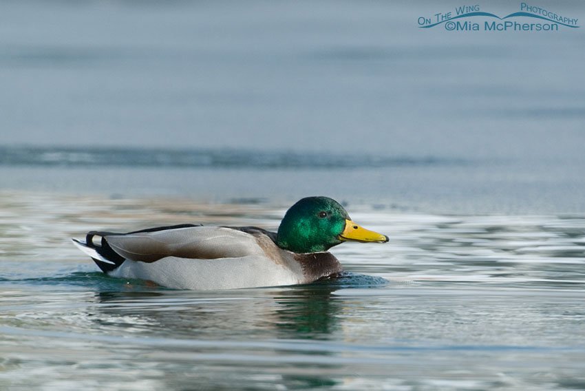 Mallard drake in winter, Salt Lake County, Utah
