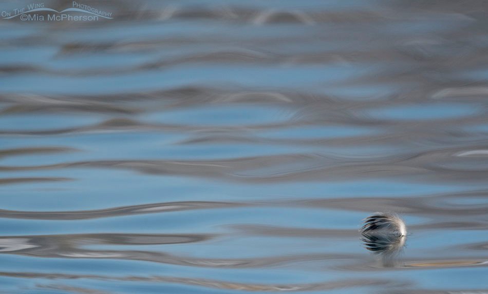Floating mallard feather, Salt Lake County, Utah
