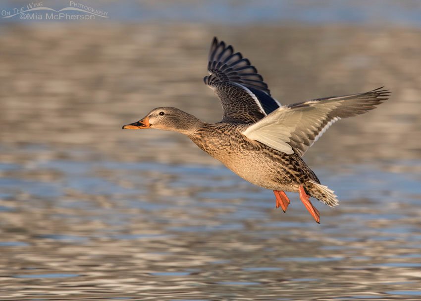 Mallard Hen flying over a pond in golden afternoon light, Salt Lake County, Utah