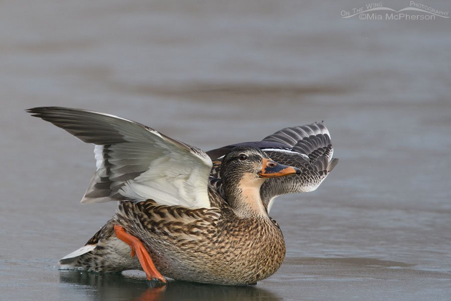 Mallard hen sliding on ice, Salt Lake County, Utah