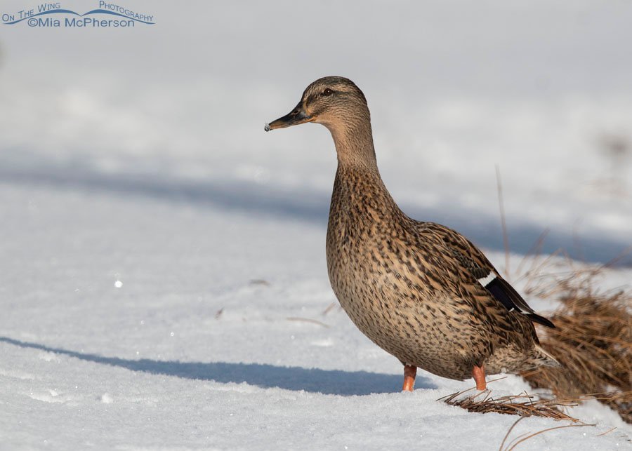 Mallard hen walking in fresh snow, Salt Lake County, Utah