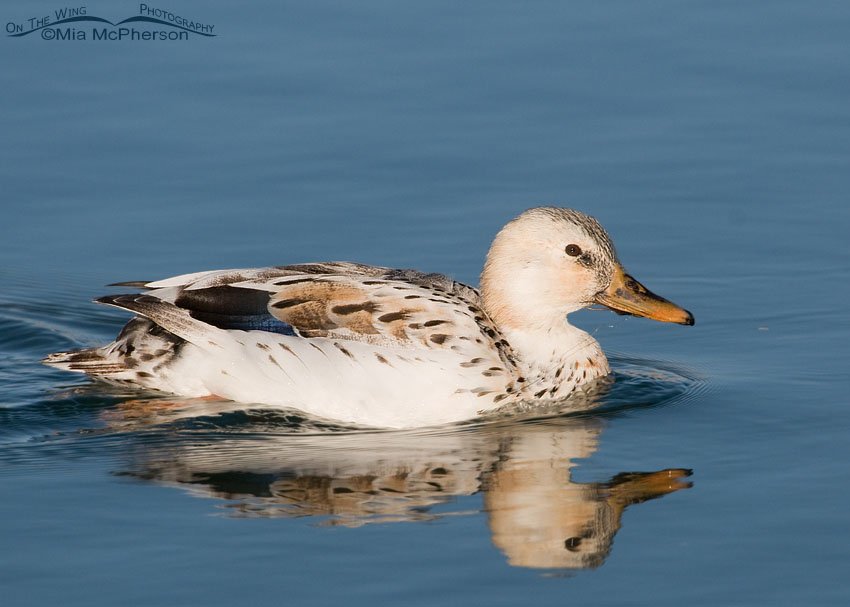 Manky Mallard with a fish hook stuck in its bill with trailing fishing line, Salt Lake County, Utah