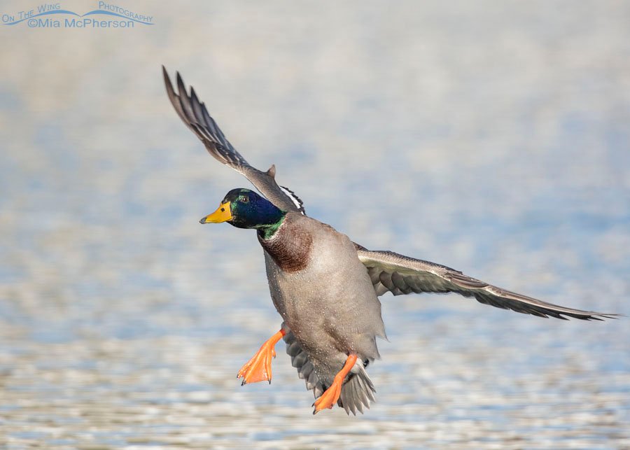 Mallard drake flying in to land, Salt Lake County, Utah