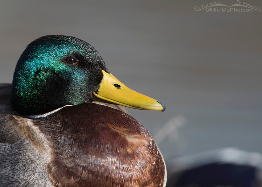 Mallard Drake portrait, Salt Lake County, Utah
