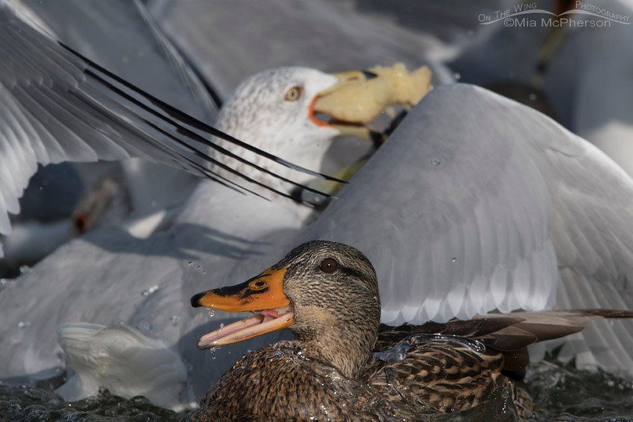 Mallard caught in a Ring-billed Gull feeding frenzy, Salt Lake County, Utah