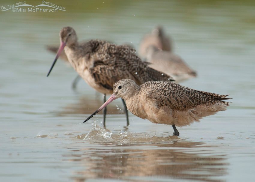 Marbled Godwit taking a bath in a tidal lagoon at the north beach of Fort De Soto County Park, Pinellas County, Florida