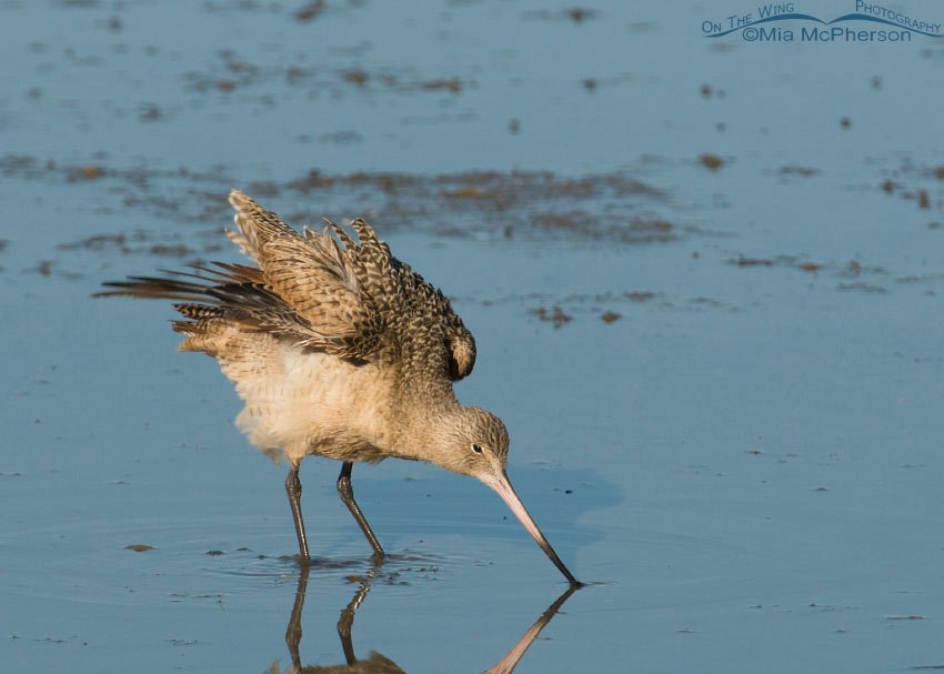 Marbled Godwit shaking feathers at Farmington Bay WMA, Davis County, Utah