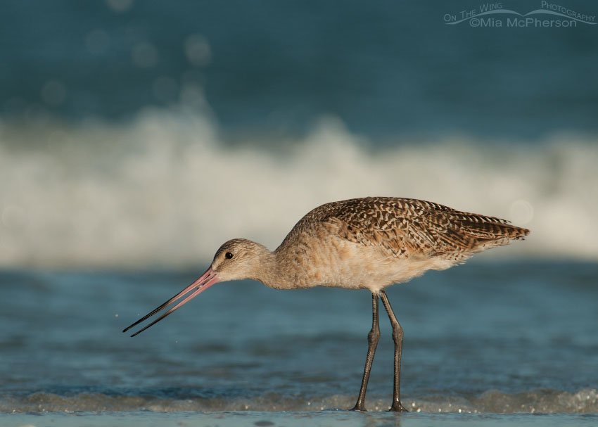 Marbled Godwit and the Gulf of Mexico, Fort De Soto County Park, Pinellas County, Florida