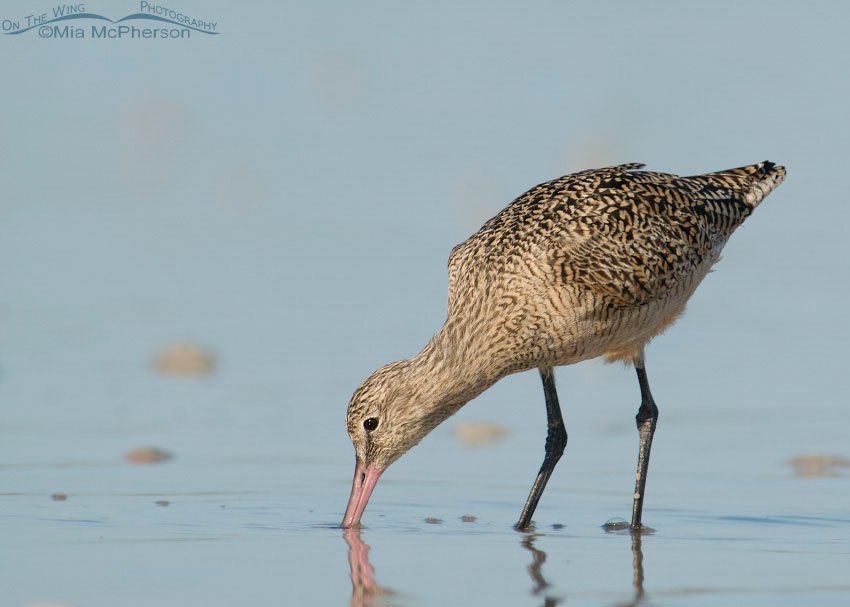 Inquisitive Marbled Godwit, Fort De Soto County Park, Pinellas County, Florida