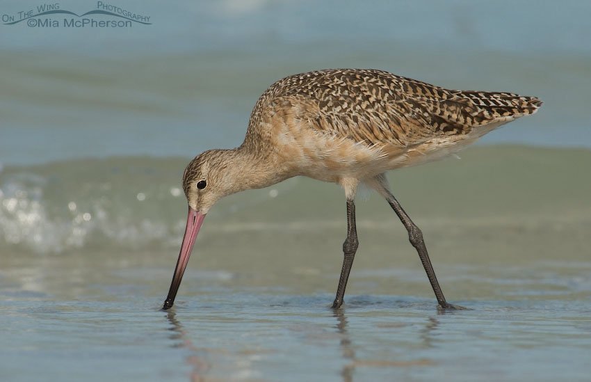 Marbled Godwit foraging on the Gulf Coast, Fort De Soto County Park, Pinellas County, Florida