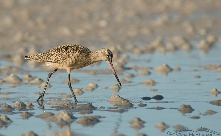 Marbled Godwit foraging a tidal flat, Fort De Soto County Park, Pinellas County, Florida